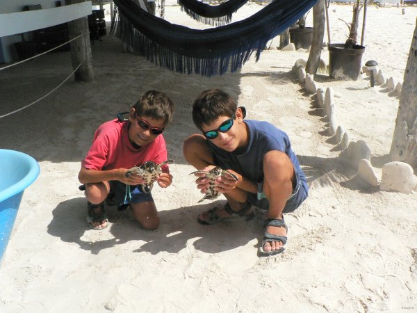 17- Les enfants et les tortues 